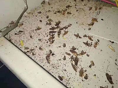 蟑螂有害生物消杀